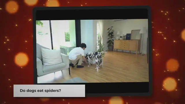 Video thumbnail for Do Dogs Eat Spiders? | Unveiling the Canine Spider Conundrum