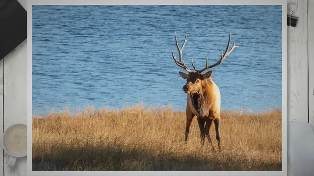 Video thumbnail for Elk Compared to Moose: Unveiling the Majestic Differences in Habitat, Behavior, and Physical Characteristics
