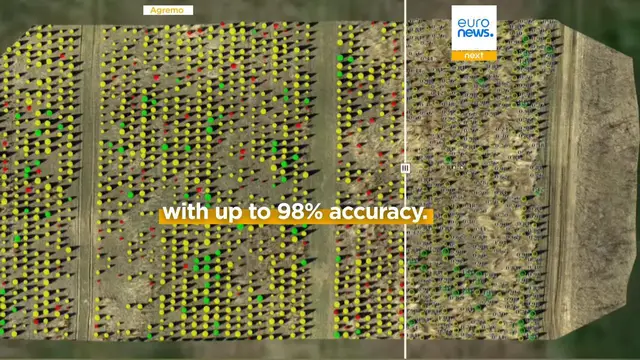 Video thumbnail for Why Christmas tree farms are turning to drones and AI this year