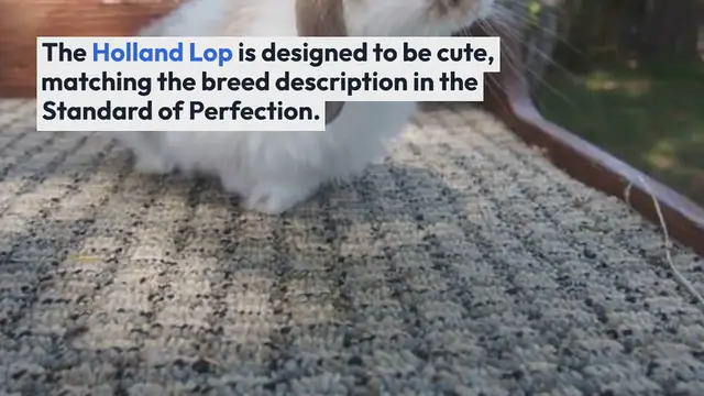 Video thumbnail for Judging the Holland Lop Rabbit
