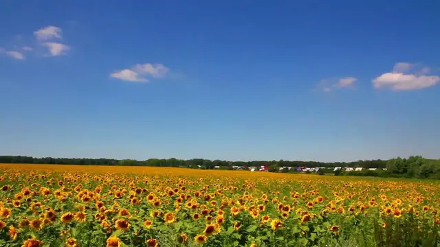 Video thumbnail for Sunflower Growing Guide