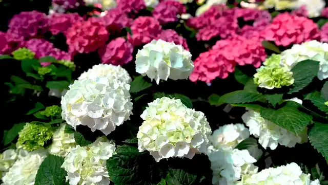 Video thumbnail for Hydrangea Pests And Diseases