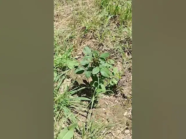 Video thumbnail for Backyard Roses #Shorts