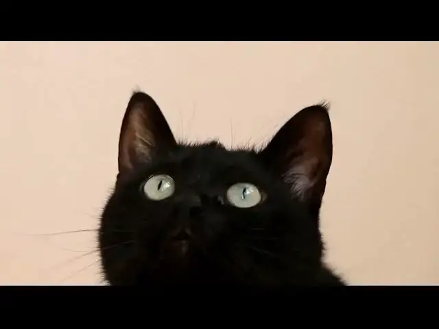 'Video thumbnail for Why does my cat suddenly get zoomies?'