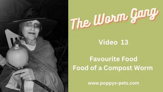 Video thumbnail for Video 13:  Feeding Your Worms Their Favourite Food - Making Use of Your Halloween Pumpkin