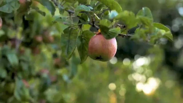 Video thumbnail for Apple Tree