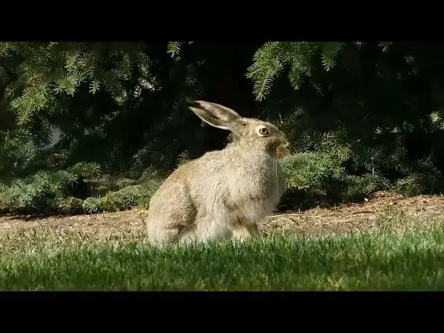 'Video thumbnail for How Rabbits Keep Their Fur Clean: A Self-Care Routine'