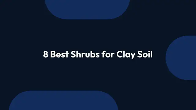 Video thumbnail for Best Shrubs for Clay Soil