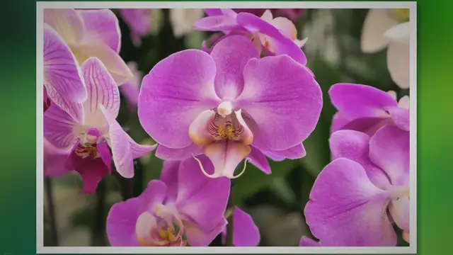 'Video thumbnail for Phalaenopsis Orchid Care: Grow Stunning Blooms at Home'