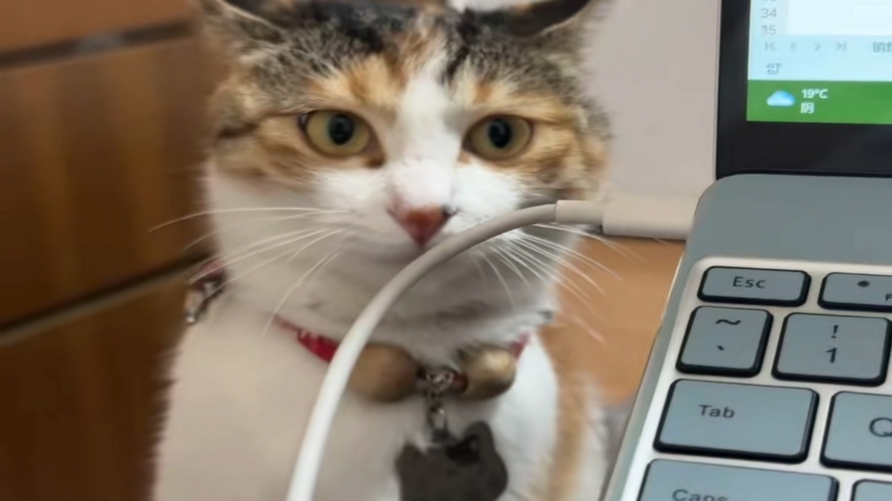 Video thumbnail for Persistent Cat Battles Laptop Charger in Anhui