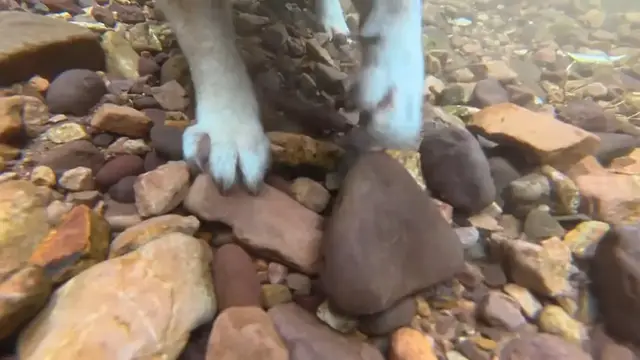 Video thumbnail for Dog Digs Underwater Rocks in Guangxi River