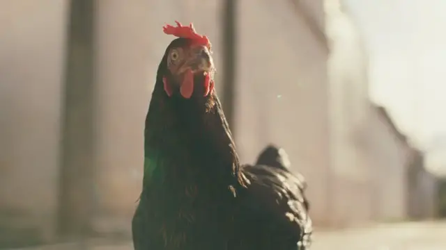 Video thumbnail for Hen - Official Trailer