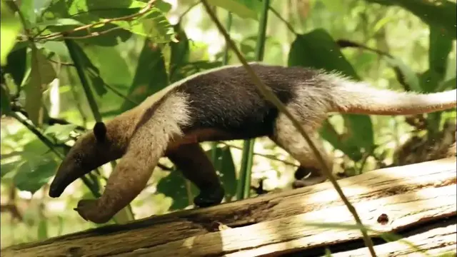 Video thumbnail for Incredible Life of Jungle  Videos 2024