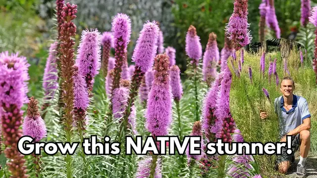 Video thumbnail for How to Grow LIATRIS - from Bulbs & Potted Plants - North American Native Plant