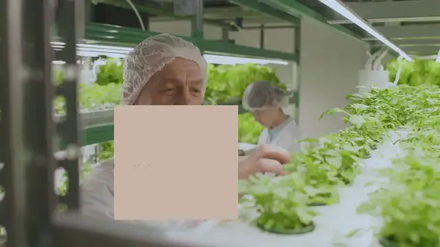 Video thumbnail for Bioprotection face à la pourriture blanche de la laitue