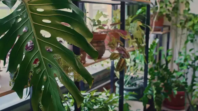 Video thumbnail for Monstera vs Philodendron