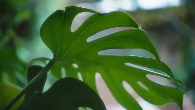 Video thumbnail for Monstera Leaves Curling Solutions