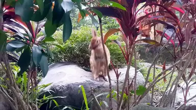 'Video thumbnail for rabbit-reproduction-debunking-the-myth-how-fast-do-they-multiply'