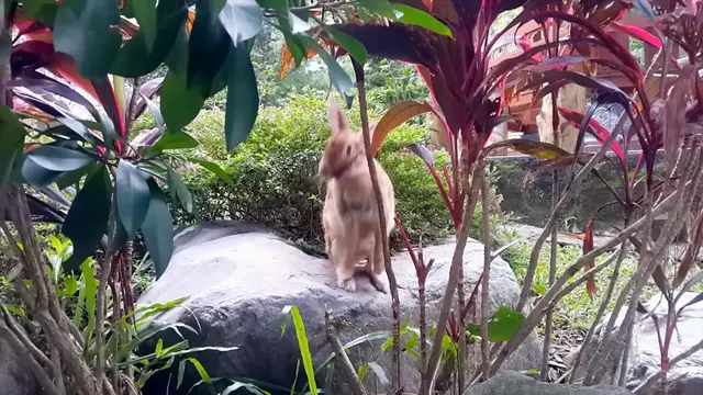 Video thumbnail for rabbit-reproduction-debunking-the-myth-how-fast-do-they-multiply