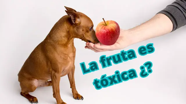 'Video thumbnail for 馃悤驴Qu茅 frutas puede comer el pinscher?'