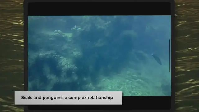 Video thumbnail for What Seals Eat Penguins? Explained in a Nutshell