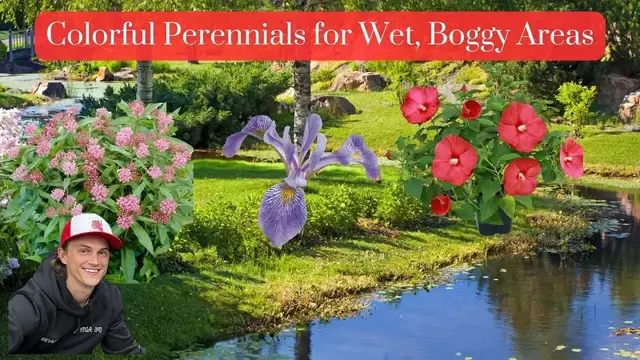 Video thumbnail for 5 Colorful Perennial Plants for Wet Garden Areas
