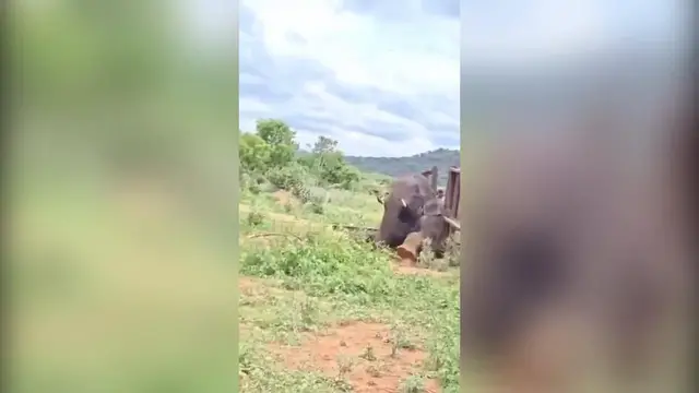 Video thumbnail for India: Wild tusker trapped inside iron barricade during return journey, five-hour rescue ends with safe release.