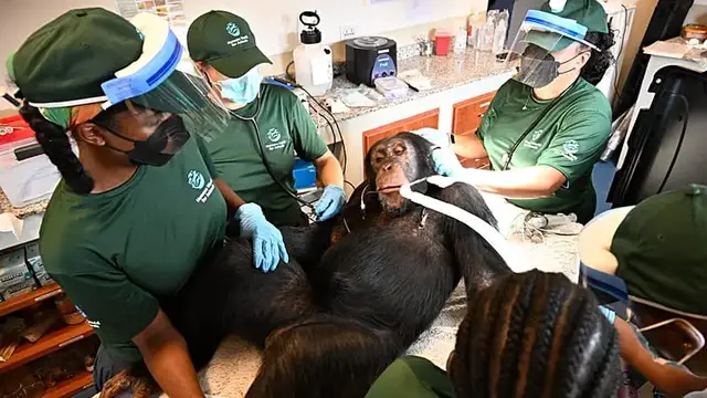 Video thumbnail for Liberia’s rescued chimpanzees receive health checks