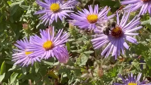 Video thumbnail for SNEAK PEEK: Planting Fields one-of-a-kind Piet Oudolf garden, designer behind New York City High Line