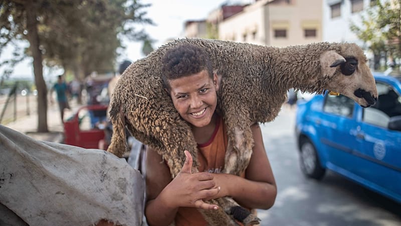 Video thumbnail for Morocco’s Eid livestock markets return to full strength as herd numbers recover