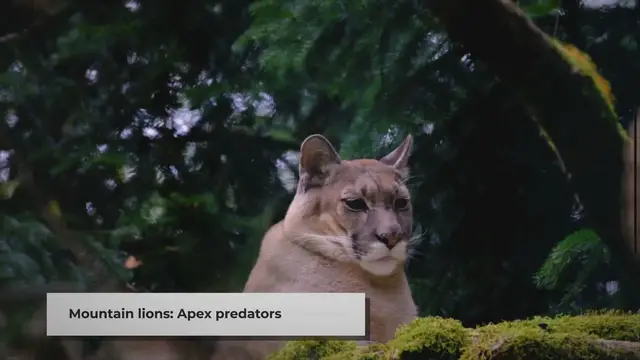 Video thumbnail for Do Mountain Lions Eat Bobcats? | Explained in 3 Minutes