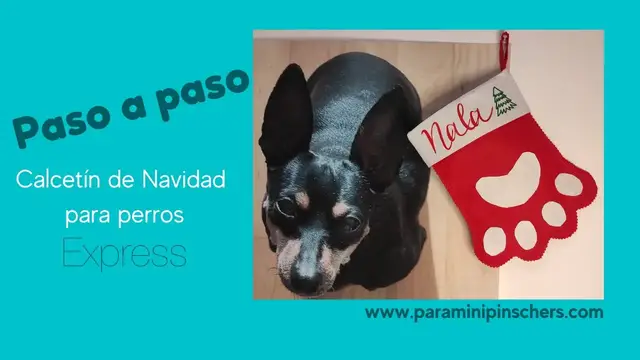 Video thumbnail for DIY calcetín navidad perros mini pincher🐕