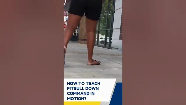 'Video thumbnail for PitBull Training Sit & Down Commands #shorts #pitbull'
