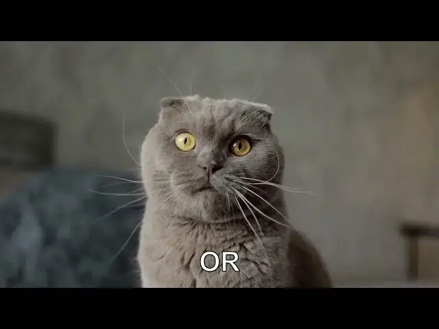 'Video thumbnail for How do I introduce my cat to a leash and harness?'