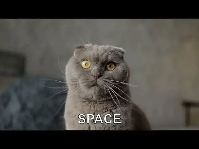 'Video thumbnail for Why do cats have whiskers?'