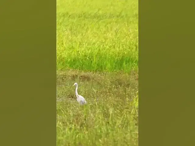 'Video thumbnail for White Bird Catch Snail WB 11 #bird #birds #shortbird #viralbirds'