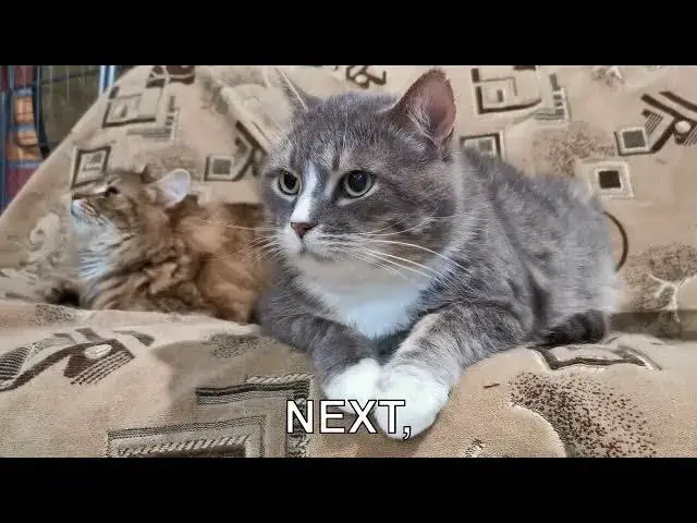 'Video thumbnail for How can I stop my cat from jumping on counters?'