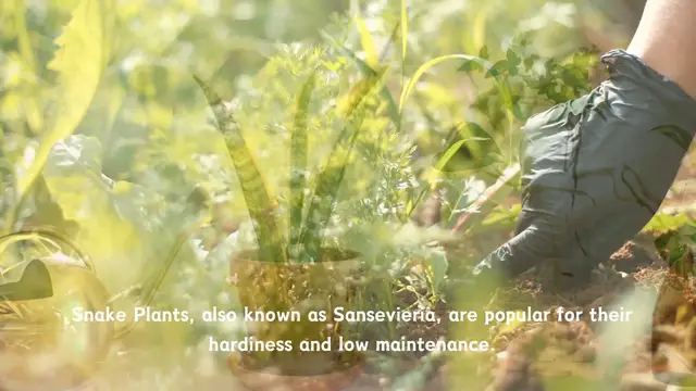 'Video thumbnail for The Perfect Humidity for Your Snake Plants Easy Care Tips'