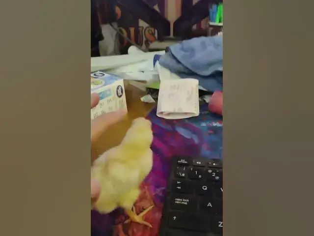 Video thumbnail for Gold Chamois Appenzeller Spitzhauben Chick Day 2 #Shorts 2023