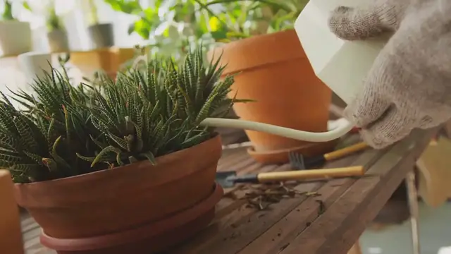 Video thumbnail for Guide to Save Overwatered Succulents