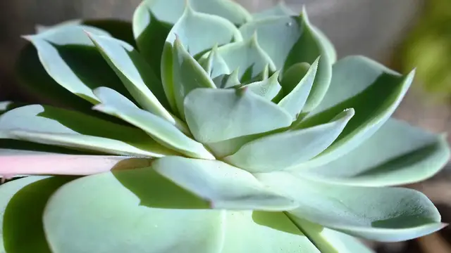 Video thumbnail for Care for Succulents in Winter