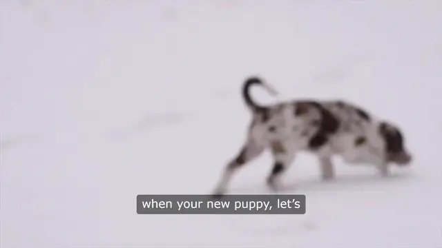 Video thumbnail for The Unpredictable Art of Housebreaking a Dog