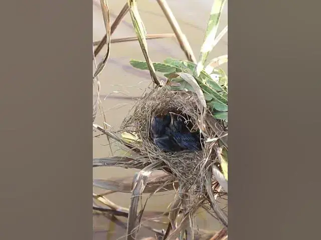 Video thumbnail for Baby Bird's Remarkable Feat Eat In Nest EP#114 #birdslover #birdwatch #wildlife #viralvideo #birds #