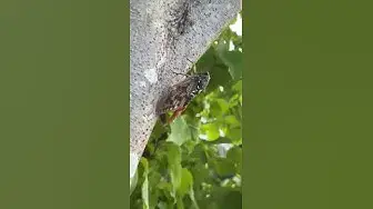 Video thumbnail for The Cutest Cicada😍😘🥰😎#shorts