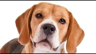Video thumbnail for Do Beagles Have Behavior Problems?