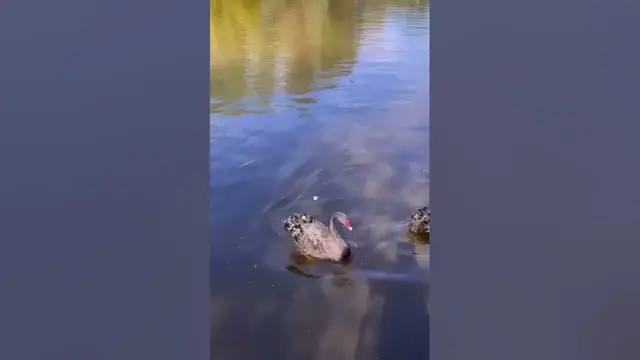 Video thumbnail for Beautiful swans😍😘🥰#shorts