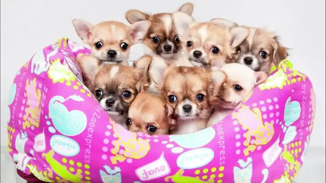 Video thumbnail for Are Chihuahua Easy To Take Care Of?