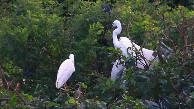 Video thumbnail for Cute of white bird on nest