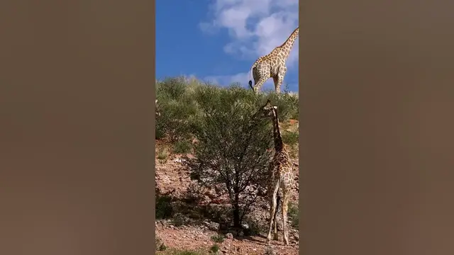 Video thumbnail for Giraffes don’t need much sleep #shorts