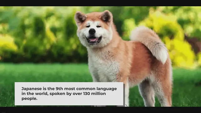 Video thumbnail for Oltre 100 nomi di cani giapponesi e i loro significati fantastici